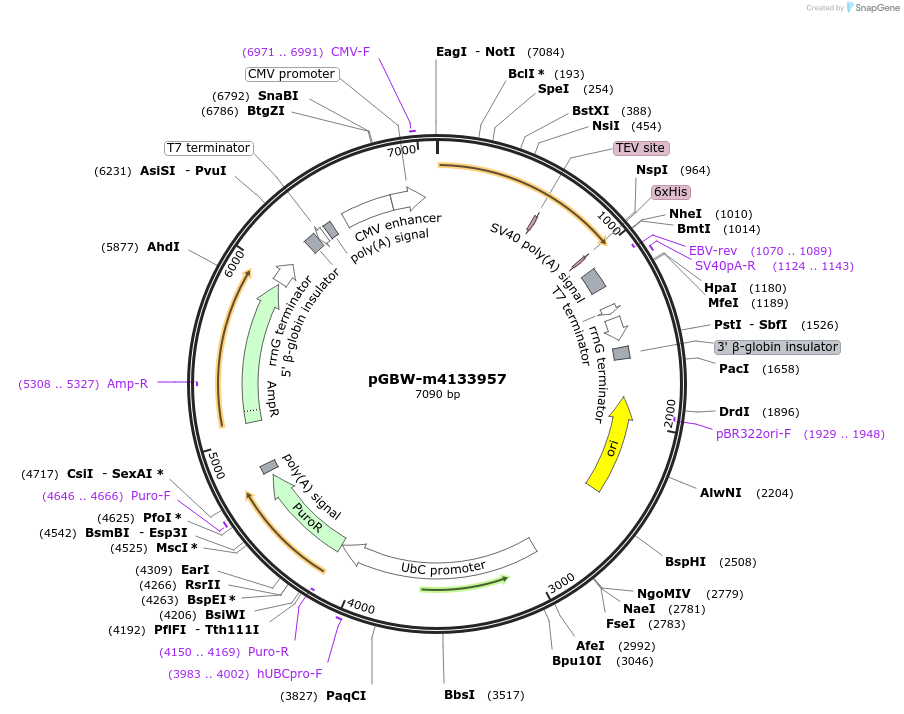 152673-plasmid-map-sequence-id-295685
