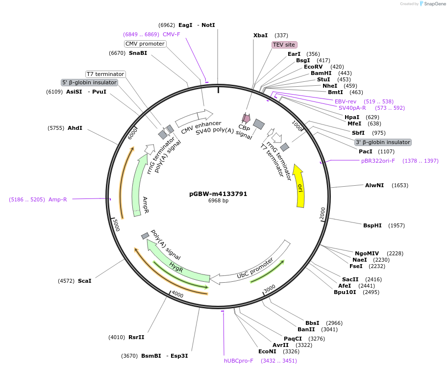 152676-plasmid-map-sequence-id-295688