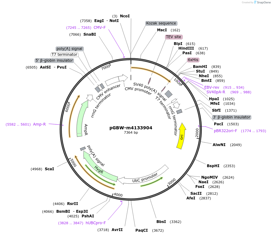 152685-plasmid-map-sequence-id-295697
