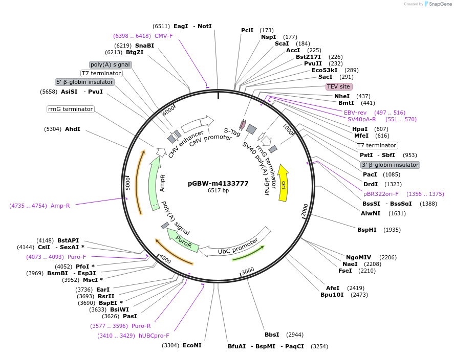 152688-plasmid-map-sequence-id-295700