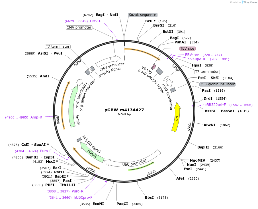 152693-plasmid-map-sequence-id-295705
