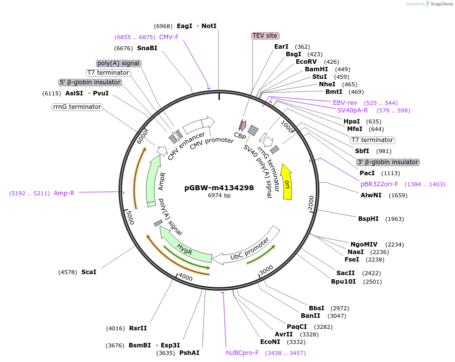 152695-plasmid-map-sequence-id-295707