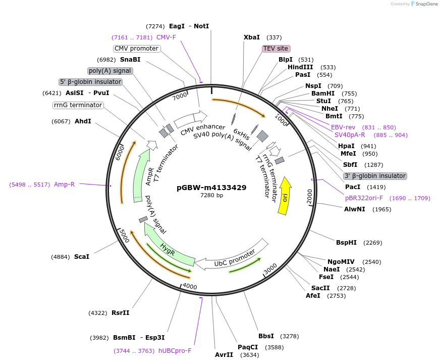 152699-plasmid-map-sequence-id-295711