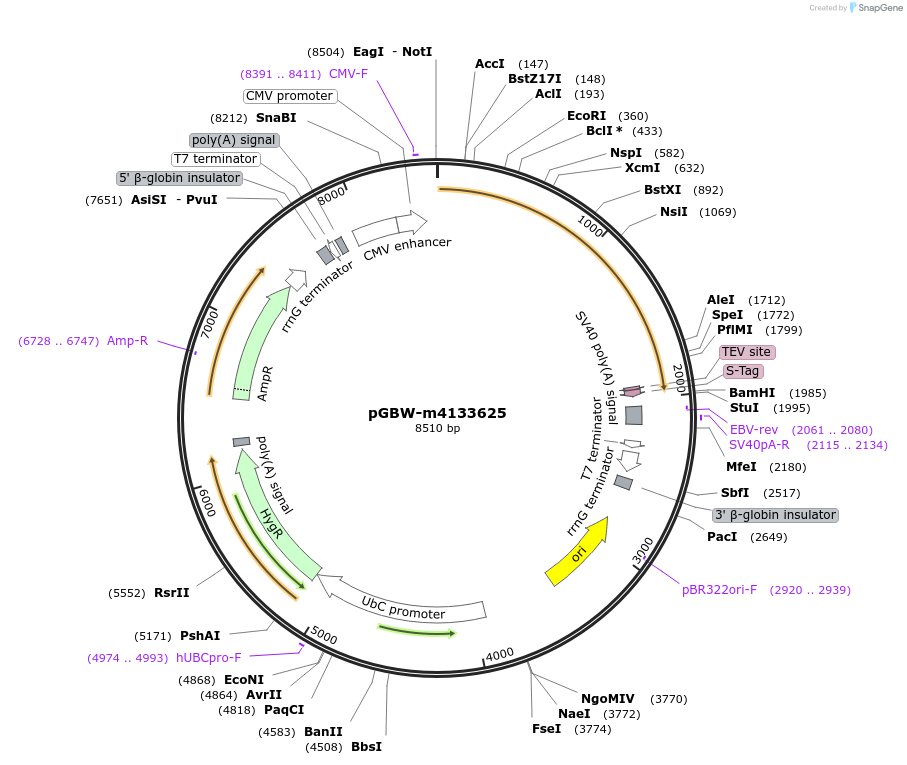 152703-plasmid-map-sequence-id-295715