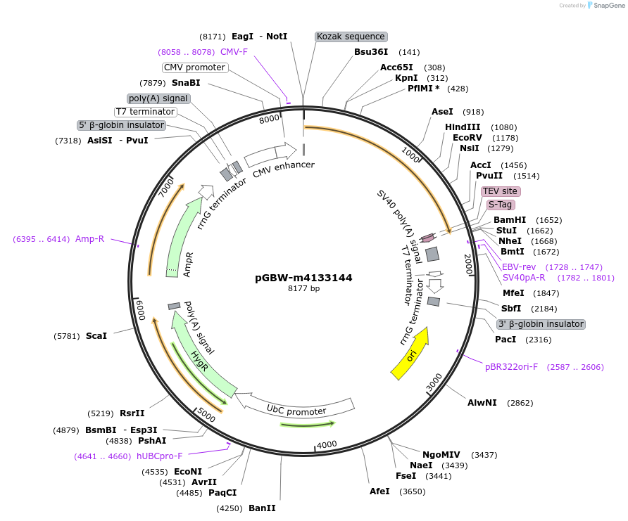152712-plasmid-map-sequence-id-295724