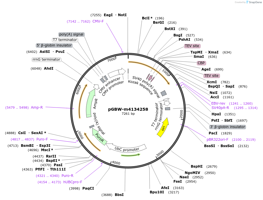 152718-plasmid-map-sequence-id-295730