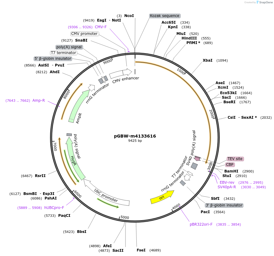 152723-plasmid-map-sequence-id-295735