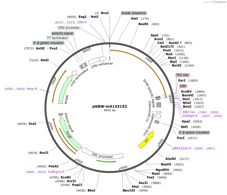 152724-plasmid-map-sequence-id-295736