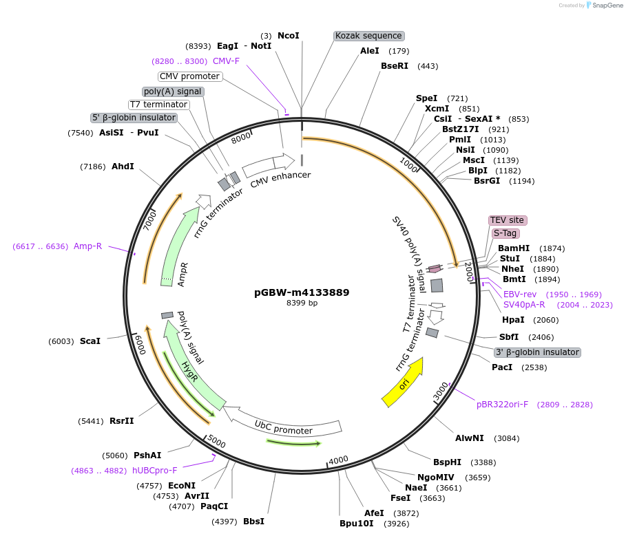 152728-plasmid-map-sequence-id-295740