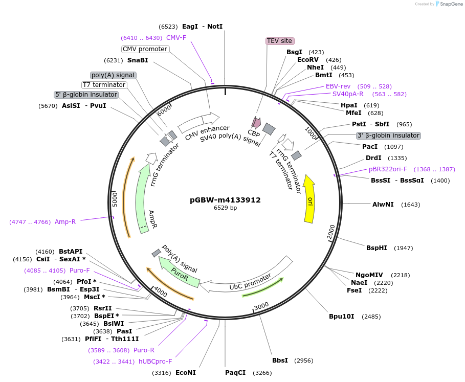152729-plasmid-map-sequence-id-295741