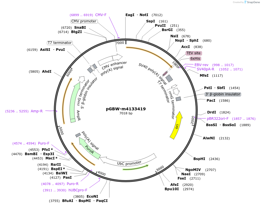 152731-plasmid-map-sequence-id-295743