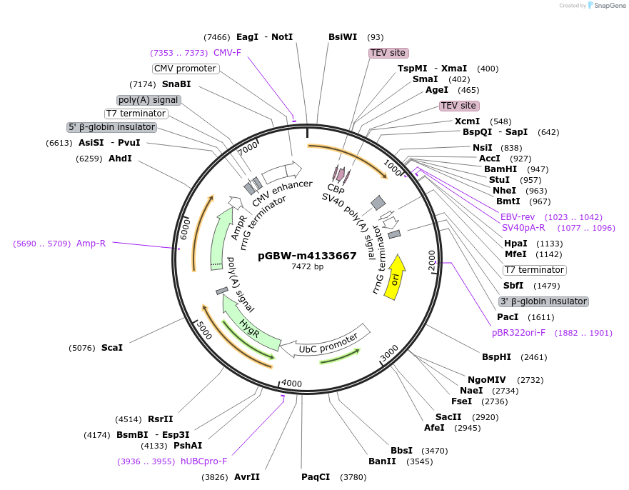 152733-plasmid-map-sequence-id-295745