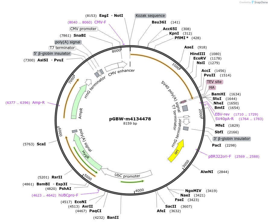 152734-plasmid-map-sequence-id-295746
