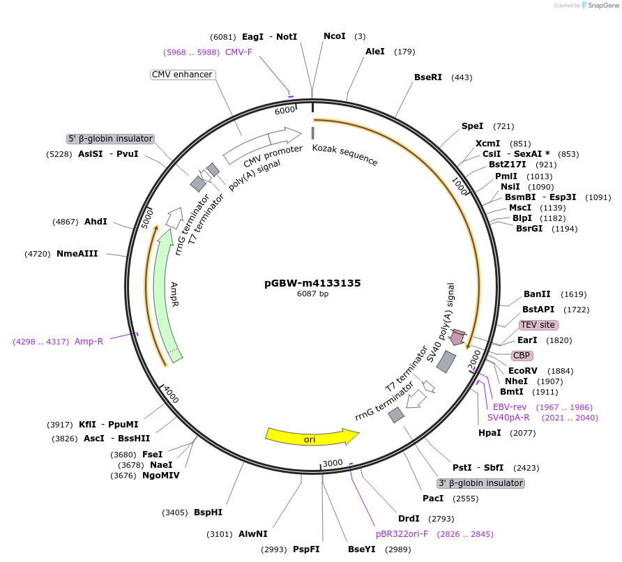 152735-plasmid-map-sequence-id-295747