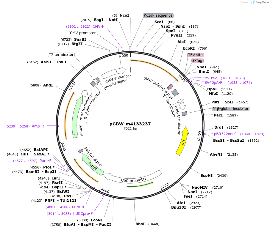 152739-plasmid-map-sequence-id-295751