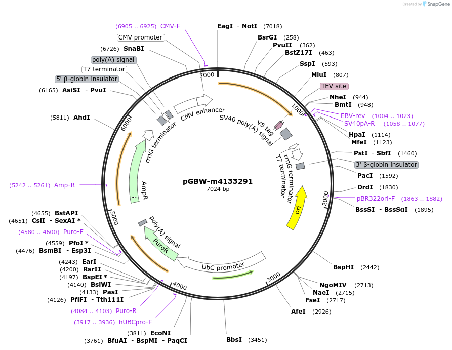 152743-plasmid-map-sequence-id-295755