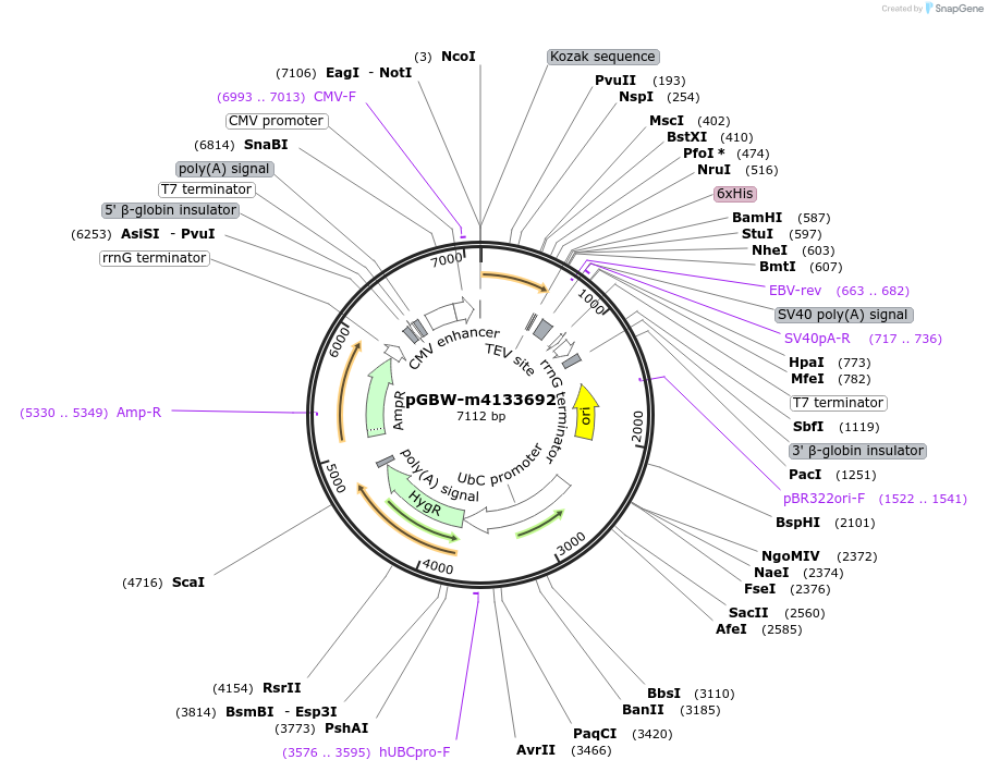 152747-plasmid-map-sequence-id-295759