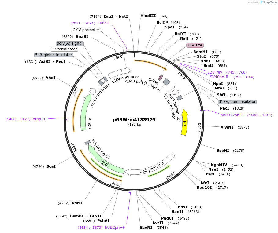 152752-plasmid-map-sequence-id-295764