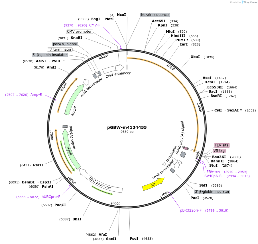 152757-plasmid-map-sequence-id-295769