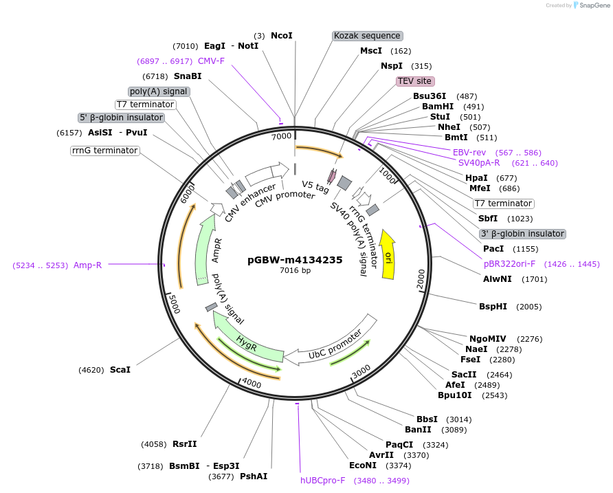 152761-plasmid-map-sequence-id-295773