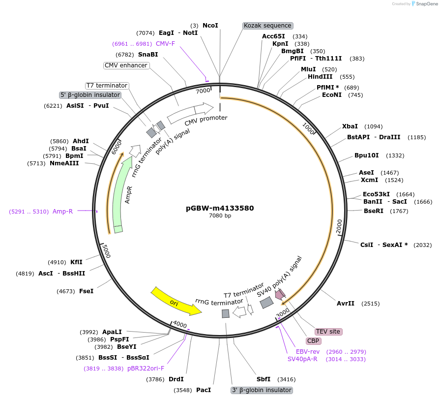 152762-plasmid-map-sequence-id-295774