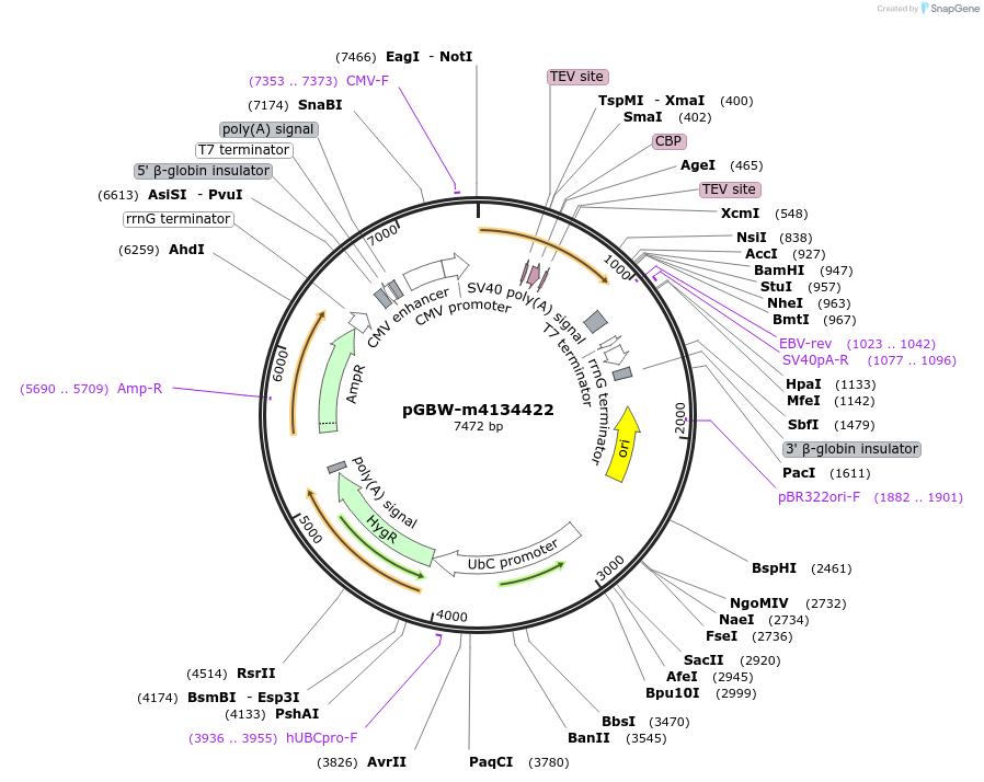 152764-plasmid-map-sequence-id-295776