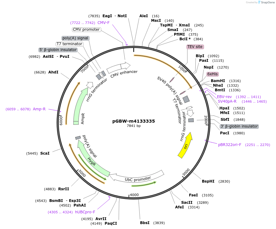 152767-plasmid-map-sequence-id-295779