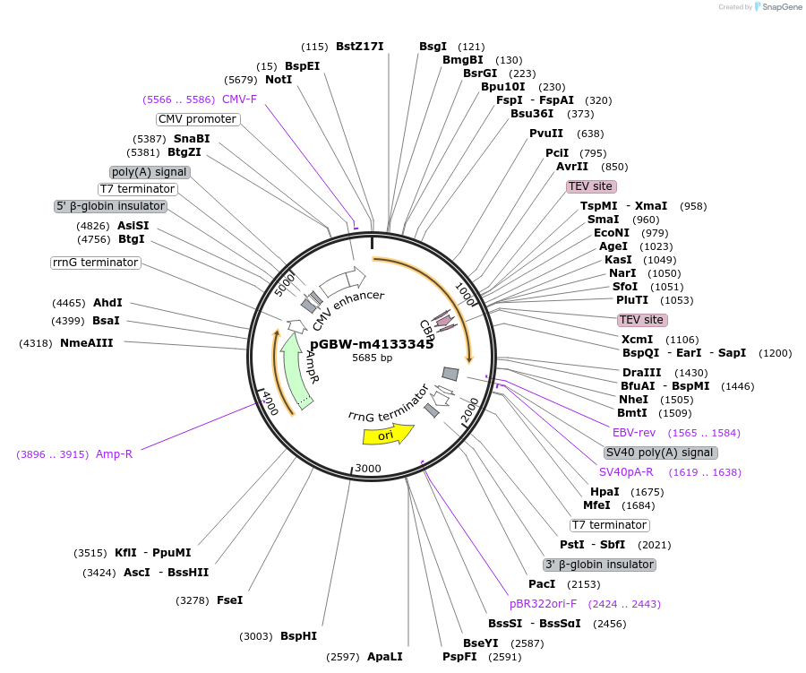 152768-plasmid-map-sequence-id-295780
