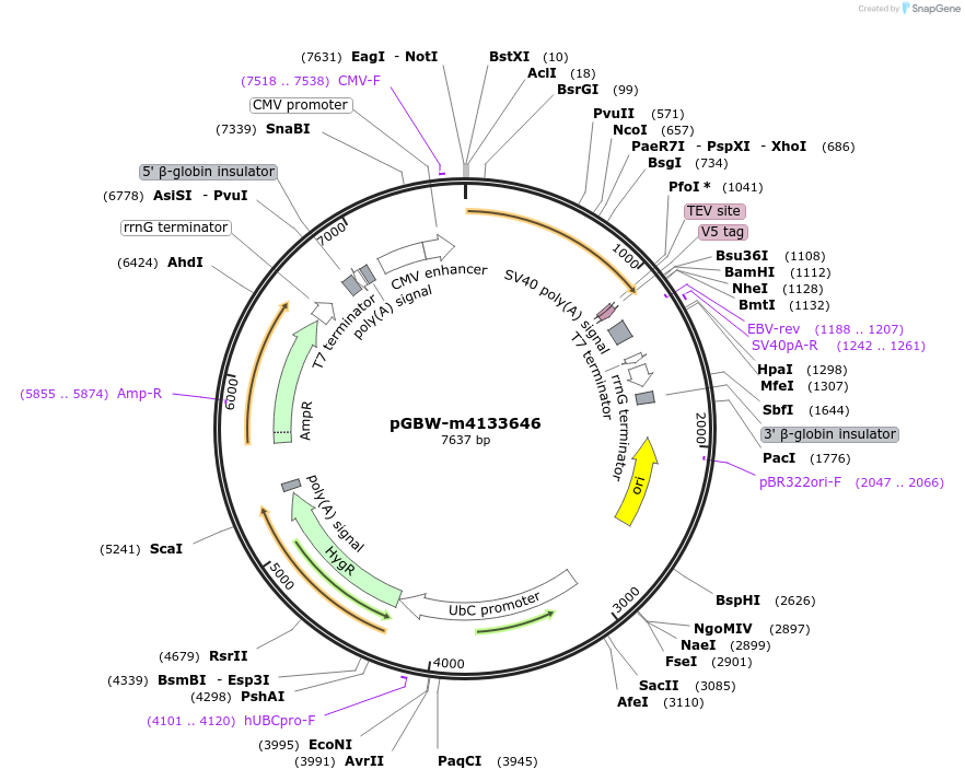 152773-plasmid-map-sequence-id-295785