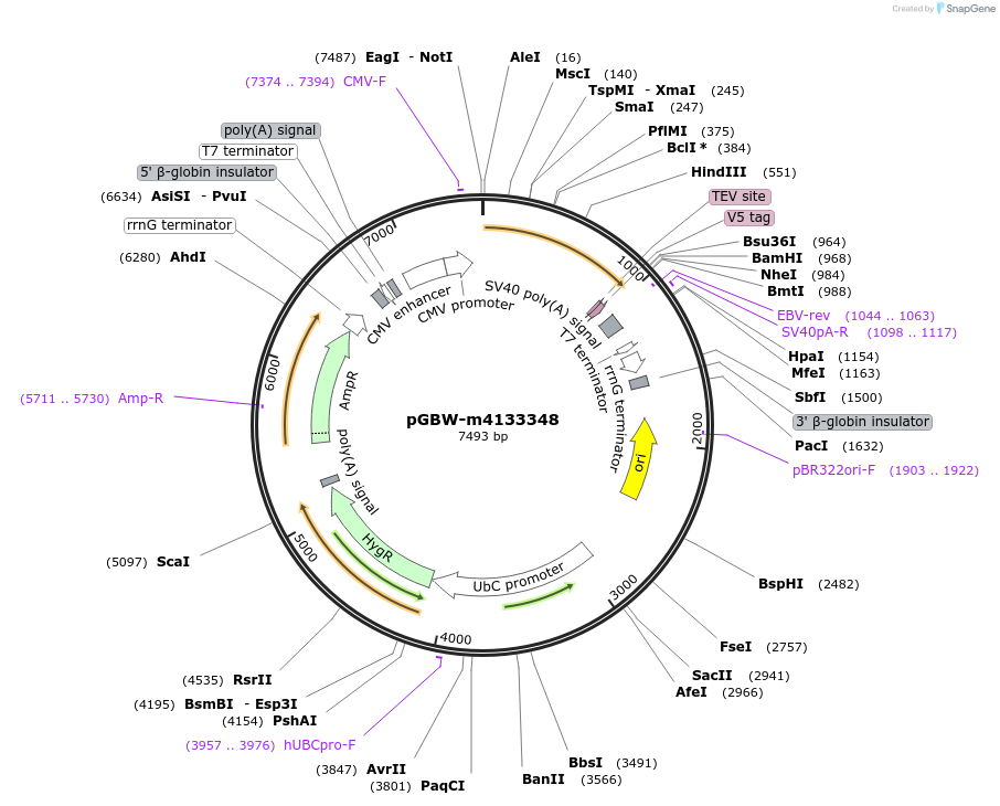 152778-plasmid-map-sequence-id-295790