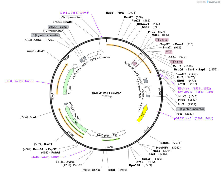 152783-plasmid-map-sequence-id-295795