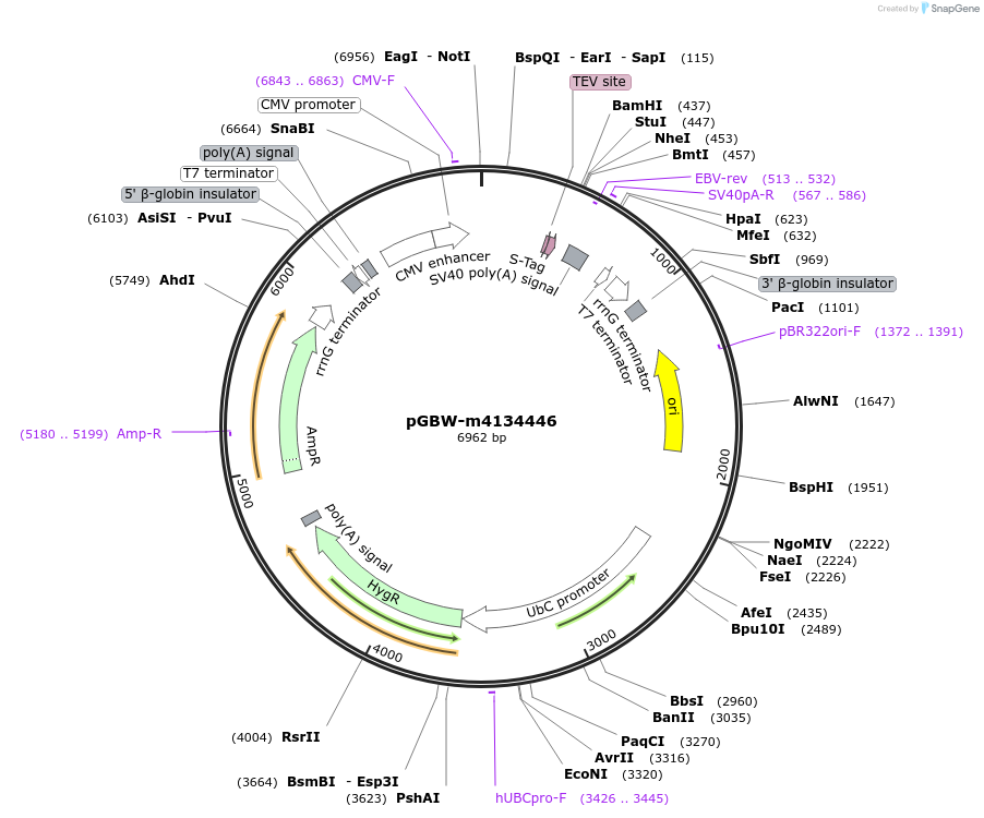 152785-plasmid-map-sequence-id-295797
