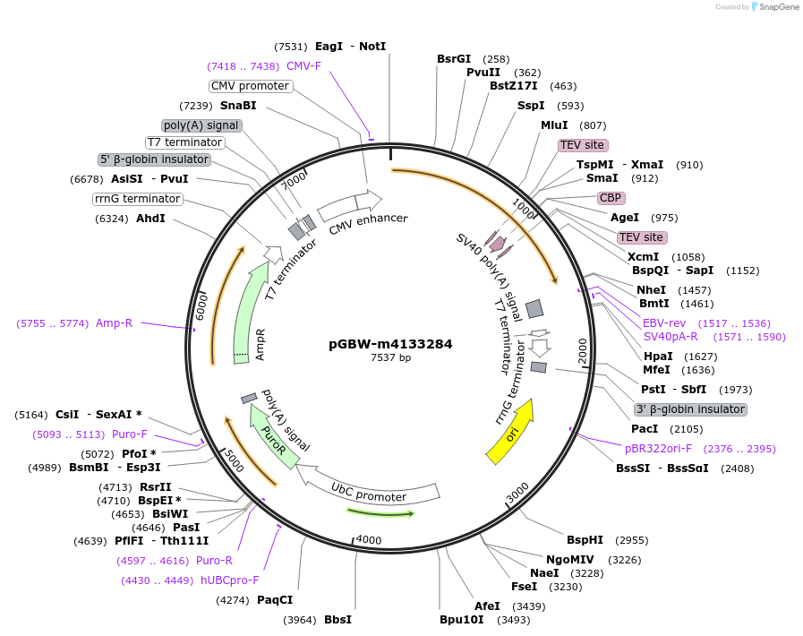 152795-plasmid-map-sequence-id-295807