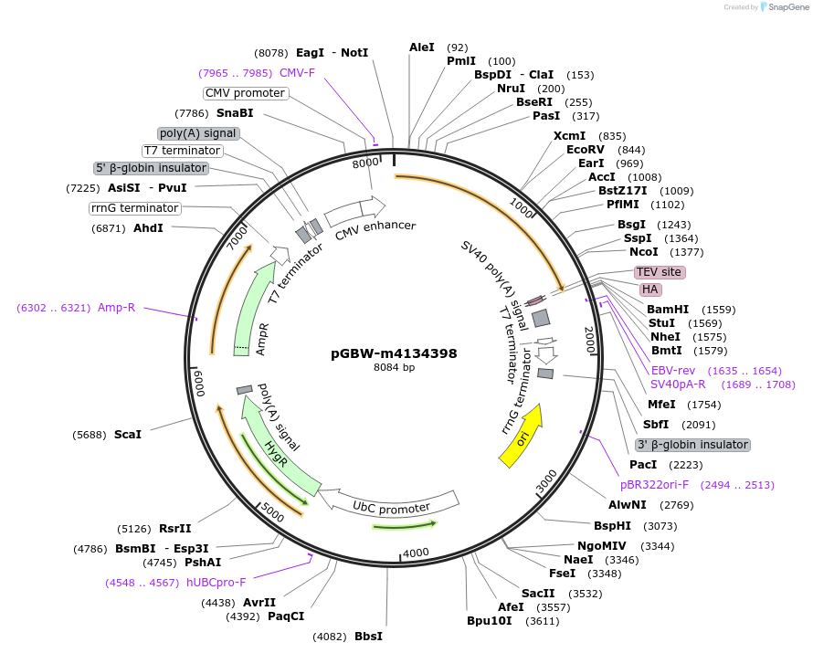 152798-plasmid-map-sequence-id-295810