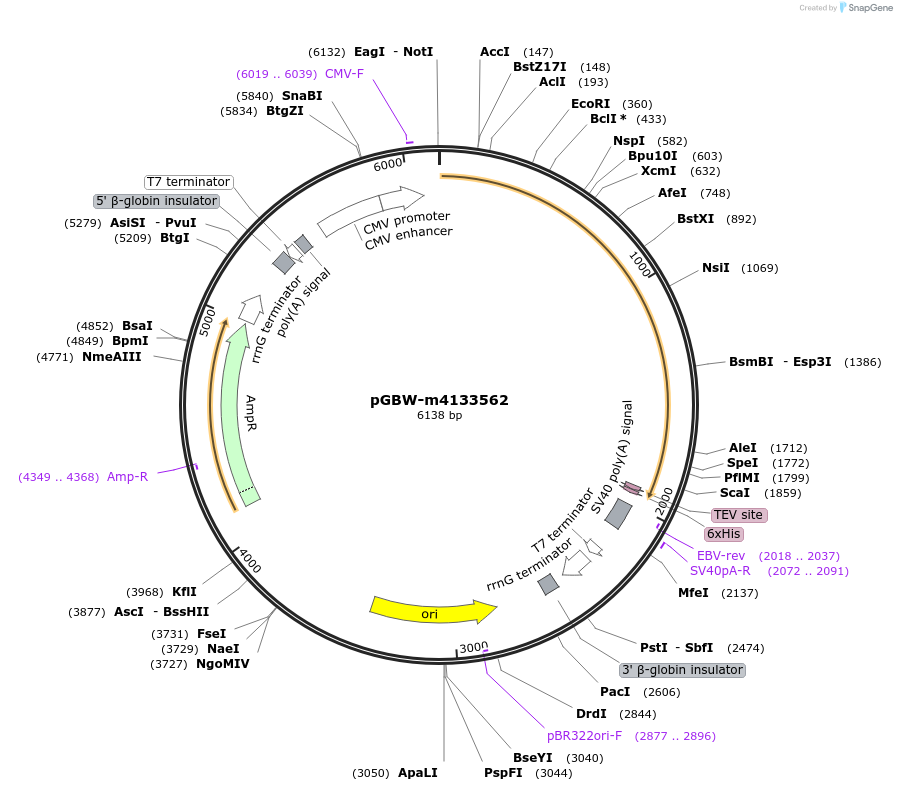 152800-plasmid-map-sequence-id-295812