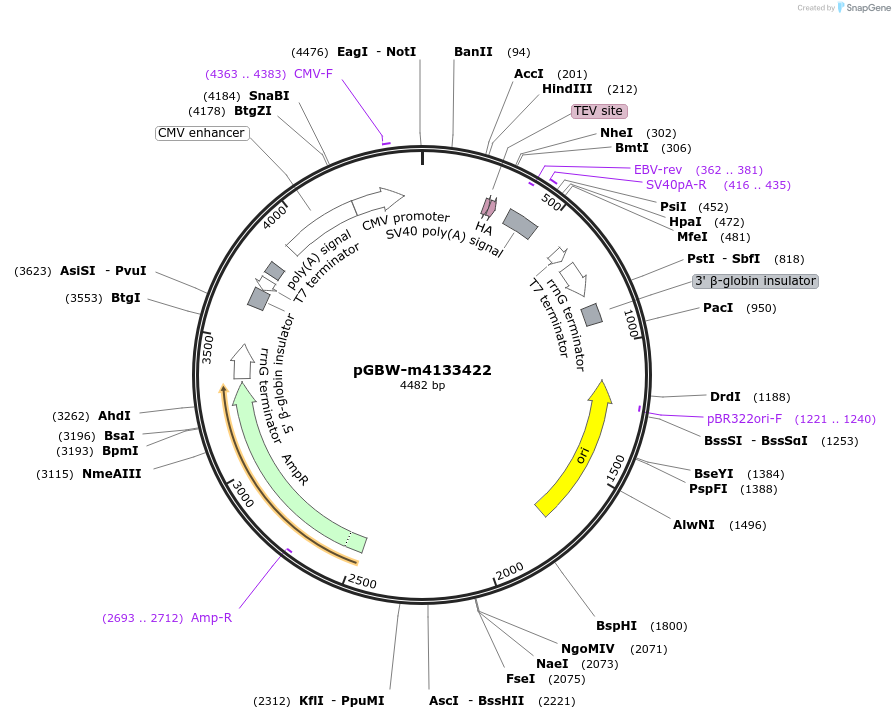 152807-plasmid-map-sequence-id-295819