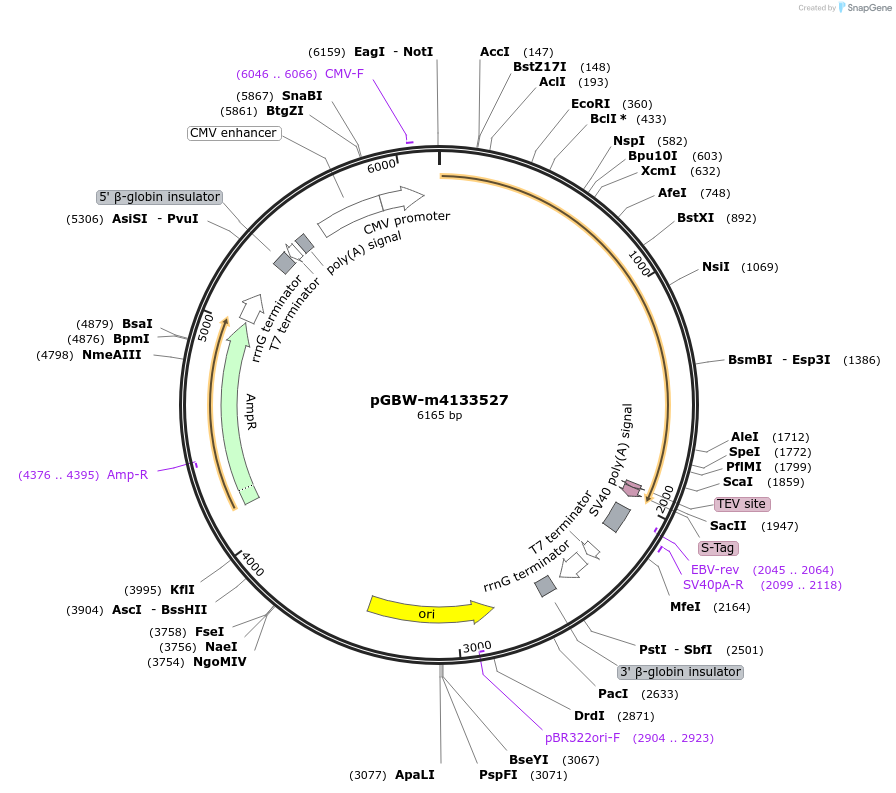 152810-plasmid-map-sequence-id-295822