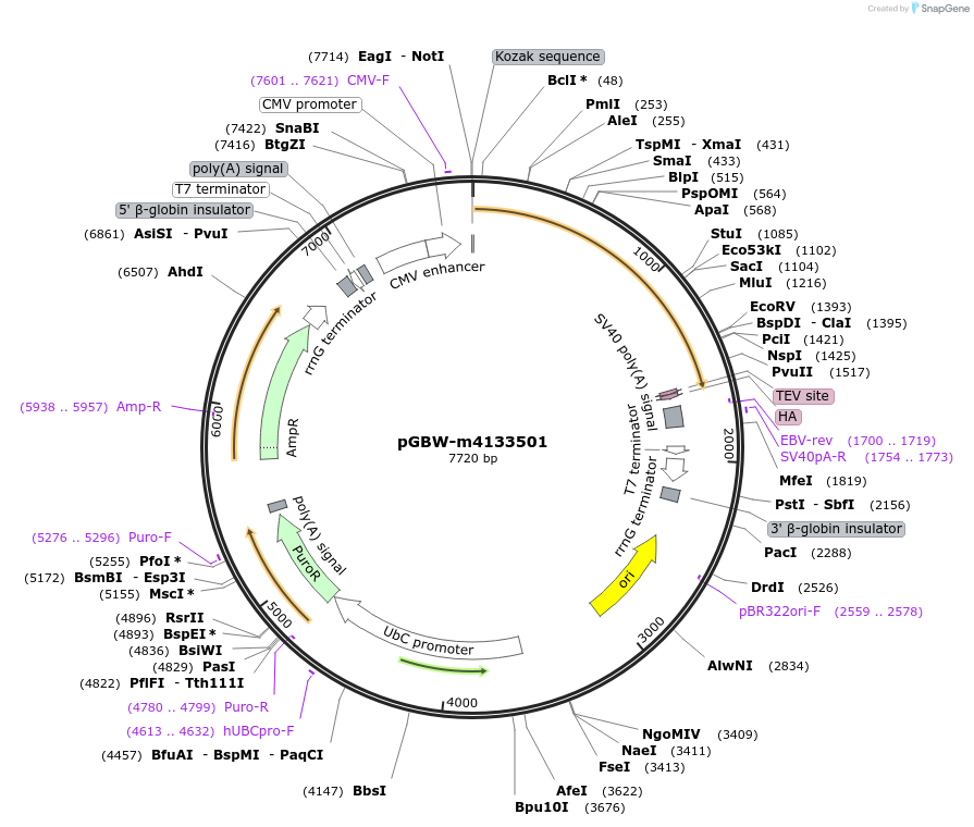 152812-plasmid-map-sequence-id-295824