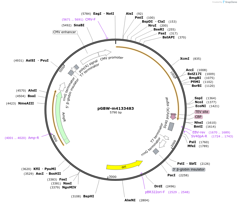 152816-plasmid-map-sequence-id-295828