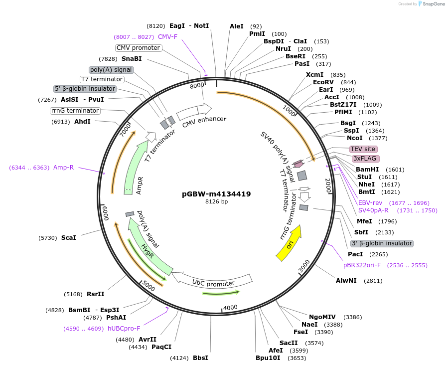 152822-plasmid-map-sequence-id-295834