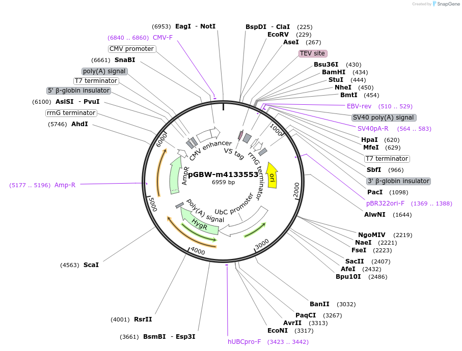 152824-plasmid-map-sequence-id-295836