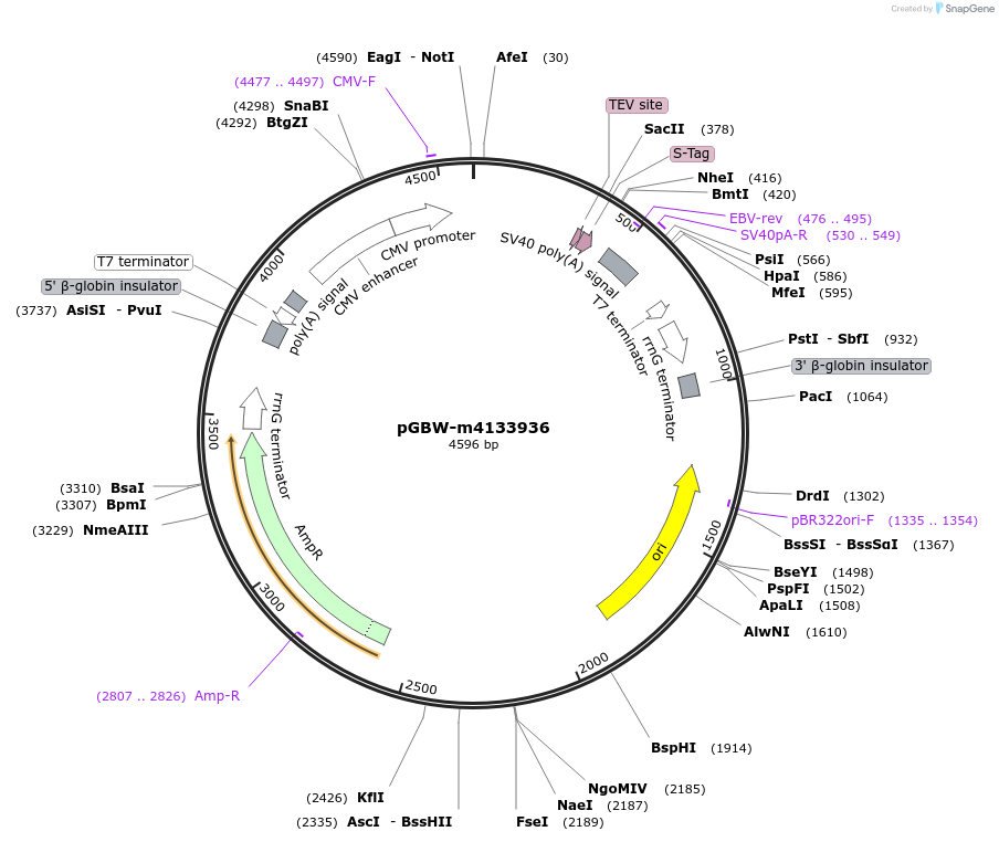 152829-plasmid-map-sequence-id-295841