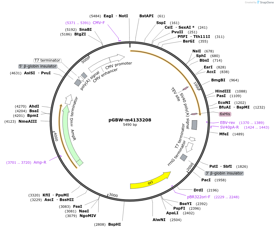 152831-plasmid-map-sequence-id-295843
