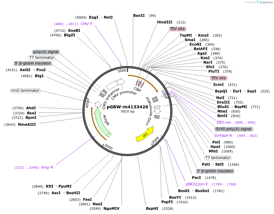 152844-plasmid-map-sequence-id-295856