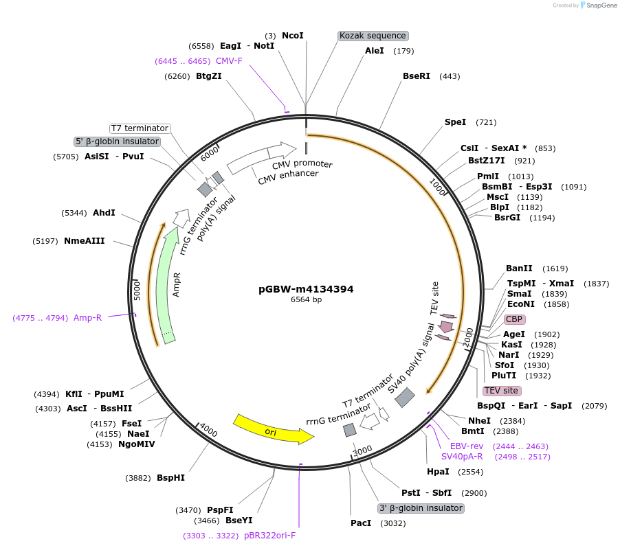 152845-plasmid-map-sequence-id-295857