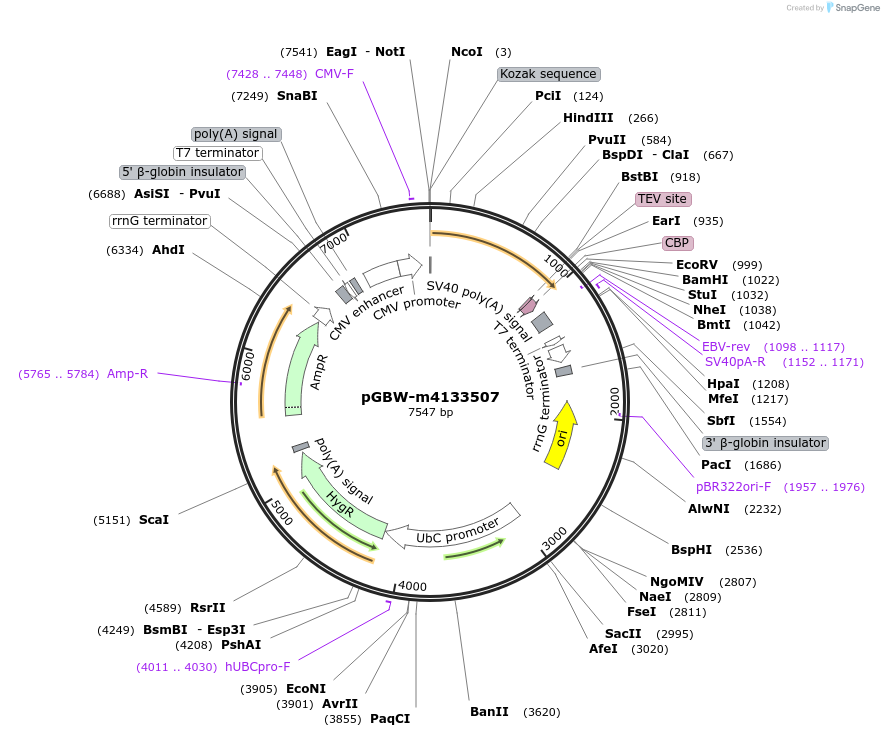 152847-plasmid-map-sequence-id-295859