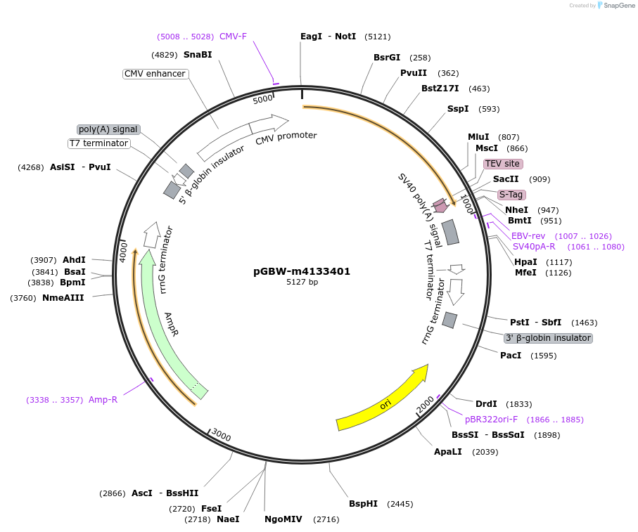 152849-plasmid-map-sequence-id-295861