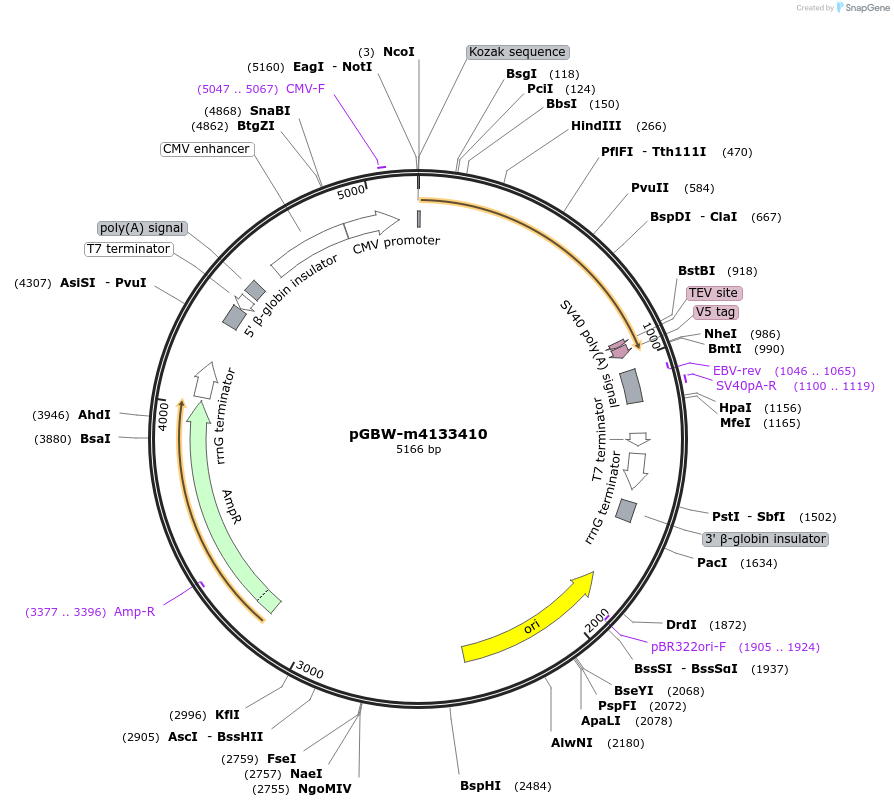 152852-plasmid-map-sequence-id-295864