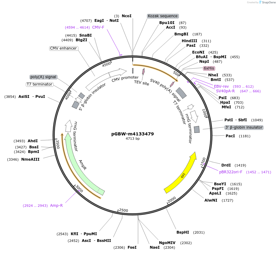 152857-plasmid-map-sequence-id-295869