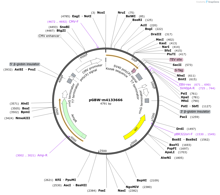 152859-plasmid-map-sequence-id-295871
